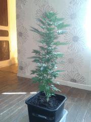 critical 1