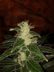 Moby dick Flo 52 jours (2)