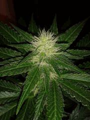 Moby Dick Flo41