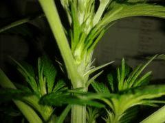 Grapefruit Flo 4