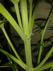 Grapefruit Floraison  19 (2)