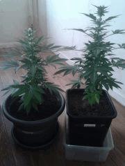 Moby Dick 1