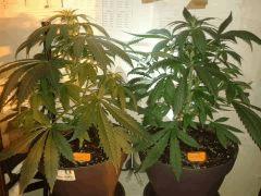Grapefruit Flo
