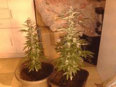 Moby dick Flo 46j