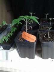 Og Kush Cro 14(1)