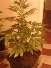 Critical   Flo 41