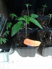 Bubba KushCroissance 18j