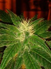 moby dick2 Flo 37j