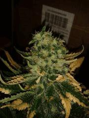 Critical  Floraison 78jours (01)