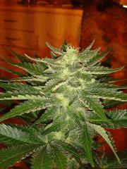 critical  Flo 33j (1)