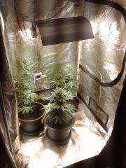Box Flo 1m1m2m