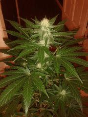 Moby Dick Flo 41