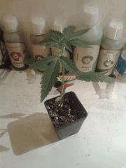 Bubba Kush Floraaison  14