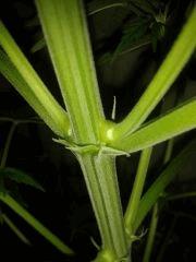 Grapefruit Floraison  19 (3)
