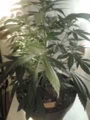 Grapefruit Floraison  19 (1)