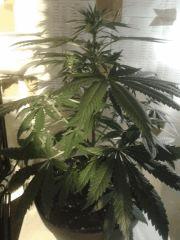 Grapefruit Floraison  19 (4)