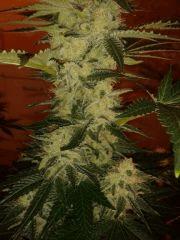 K train Flo 53 (3)