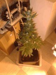 Critical  Flo 24j