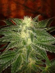 Moby dick Flo 46j (1)