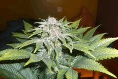 Apex OG Kush