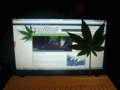CannaWeed