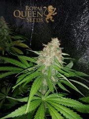 Apex Pineapple Kush