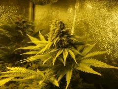 Apex Skunk