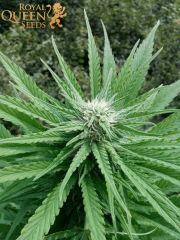 Apex Critical