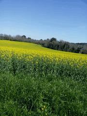 Champ de colza