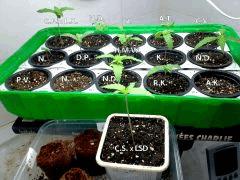 IMG 20150407 00181 2