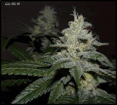 Goji 10   51jrs   3