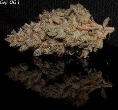 Goji 1 sèche   3