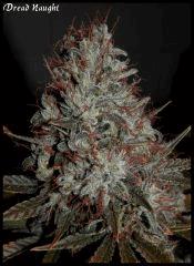 Dread Naught 84jrs   5