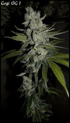 Goji 1   84jrs   7