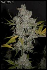 Goji 11 90jrs   7