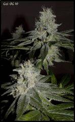 Goji 10   51jrs   7