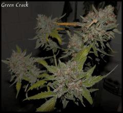 Green Crack 84jrs   3
