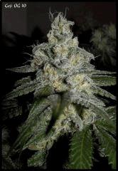 Goji 10   51jrs   8