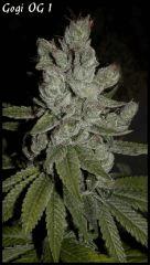 Goji 1   84jrs   6