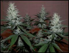 Dread Naught 4
