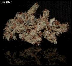 Goji 1 sèche   2