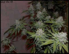 Goji 10   84jrs   2