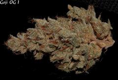 Goji 1 sèche   4