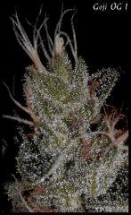 Goji 1   55jrs   10 macro