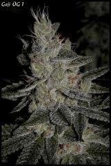 Goji 1   55jrs   10
