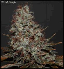 Dread Naught 84jrs   4