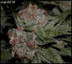 Goji 10   84jrs   4