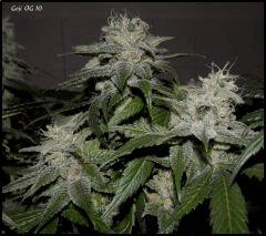 Goji 10   51jrs   1