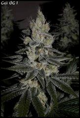 Goji 1   55jrs   8