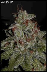 Goji 10   84jrs   5